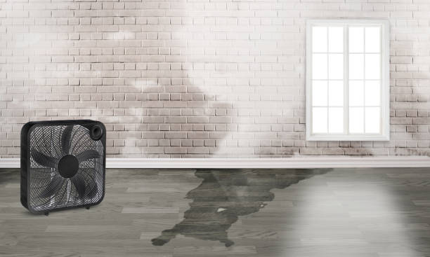 Best Professional water damage repair  in Coulee Dam, WA